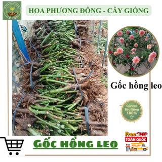 COMBO 3 gốc hồng leo - gốc to khỏe, dễ chăm sóc, hoa nở 4 mùa