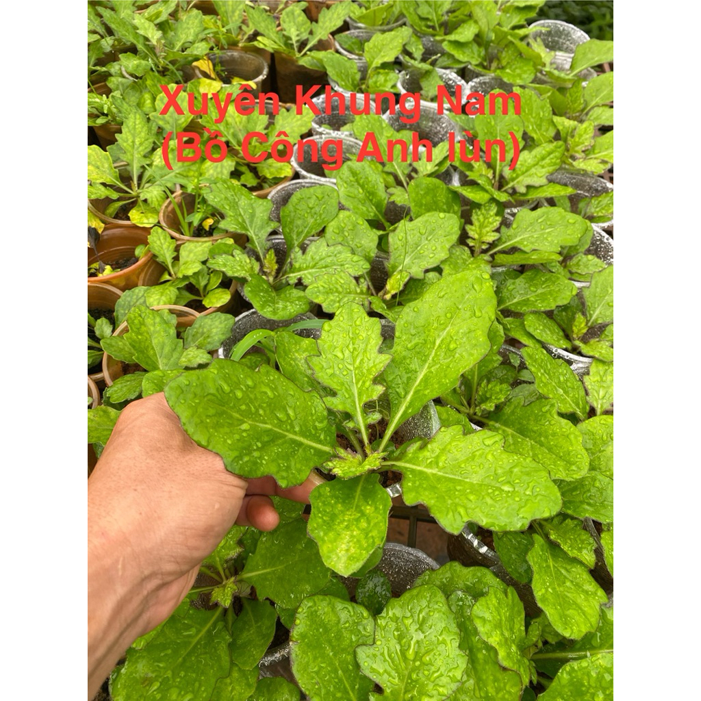 combo 2 cây Xuyên Khung Nam (Bồ Công Anh lùn, Sâm cóc)