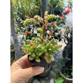 Sen sedum cam