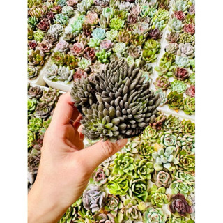 Sen đá nhím đen đã thuần nắng mưa