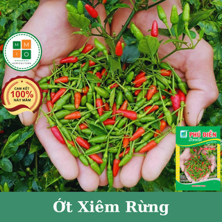 Hạt giống ớt xiêm xanh, ớt xiêm rừng tứ quý