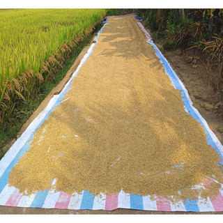 gạo thơm sữa nhà trồng 1kg