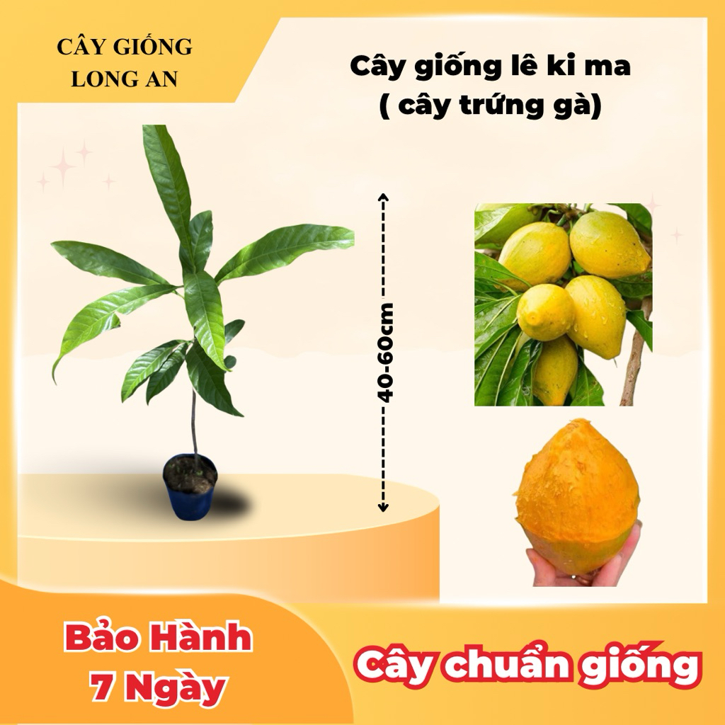 Cây lê ki ma ( cây trứng gà )
