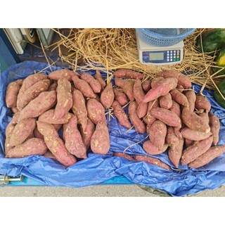 Anh Sơn buôn khoai - Khoai lang nhật size vừa củ bở đỗ