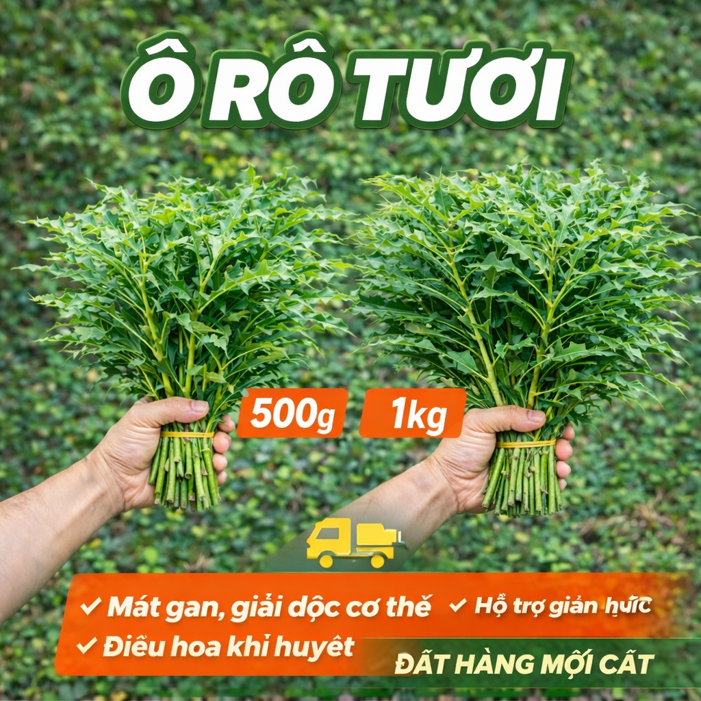 Ô Rô Tươi 500g / 1Kg – Cây Ô Rô Nước Tươi Mới Cắt – Nấu Nước Mát Gan, Giải Độc, Thanh Nhiệt