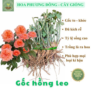Gốc hồng leo pháp - đã kích rễ, bật mầm nhanh, dễ chăm sóc [HPĐ]
