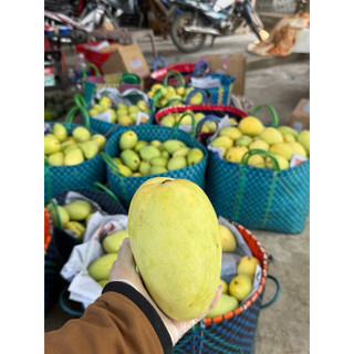 xoài tứ quý già loại 1