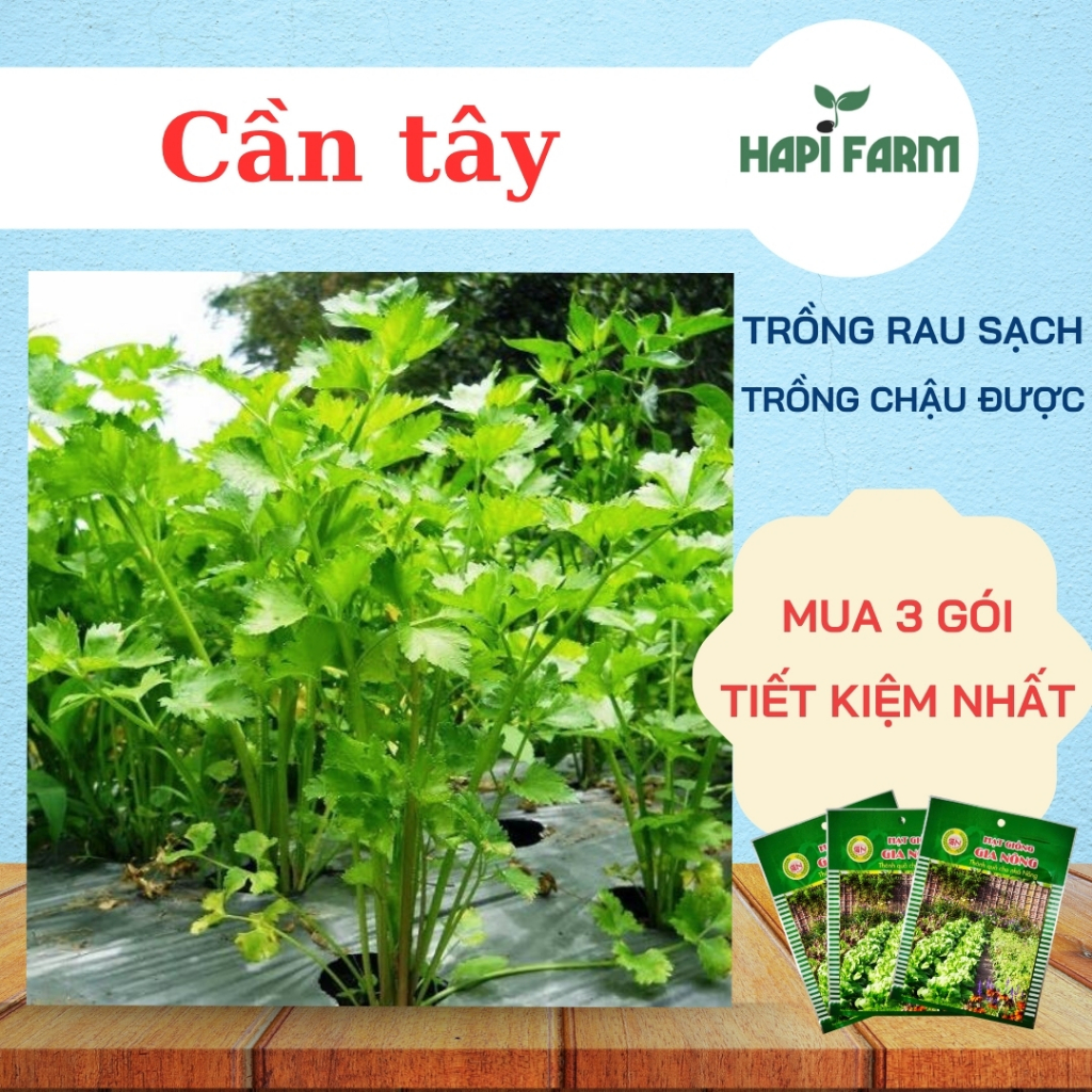 Hạt Giống Rau Cần Tây(Combo 3 Gói) - Rau Ăn Sống, Ép Nước, Xào Nấu Đều Ngon TR24