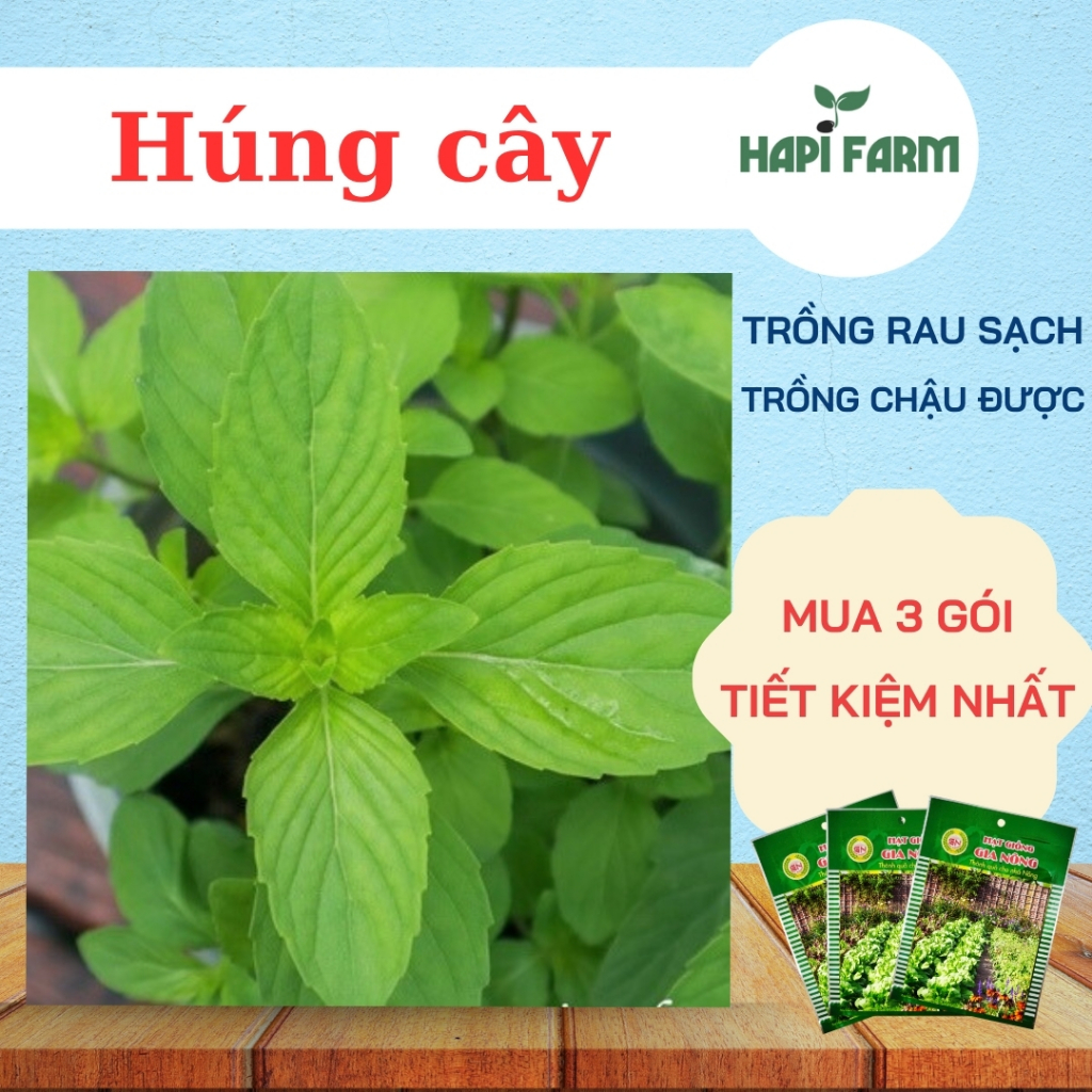 Hạt Giống Rau Húng Cây, Rất Thơm, Ăn Bún, Phở, Cuốn Đều Tuyệt, dễ trồng chậu TR25