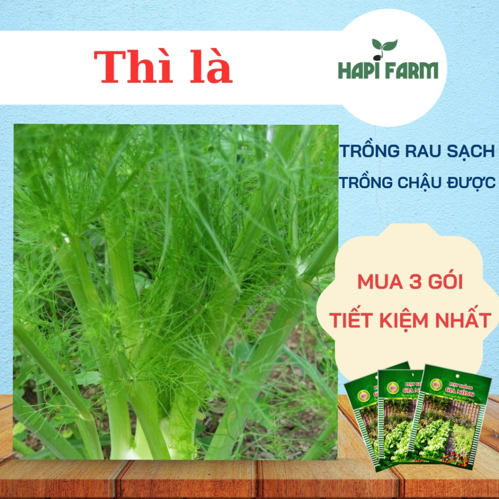 Hạt Giống Rau Thì Là, Rau Gia Vị, Nấu Canh Cá, Làm Chả, Xào Đều Ngon, trồng chậu TR27