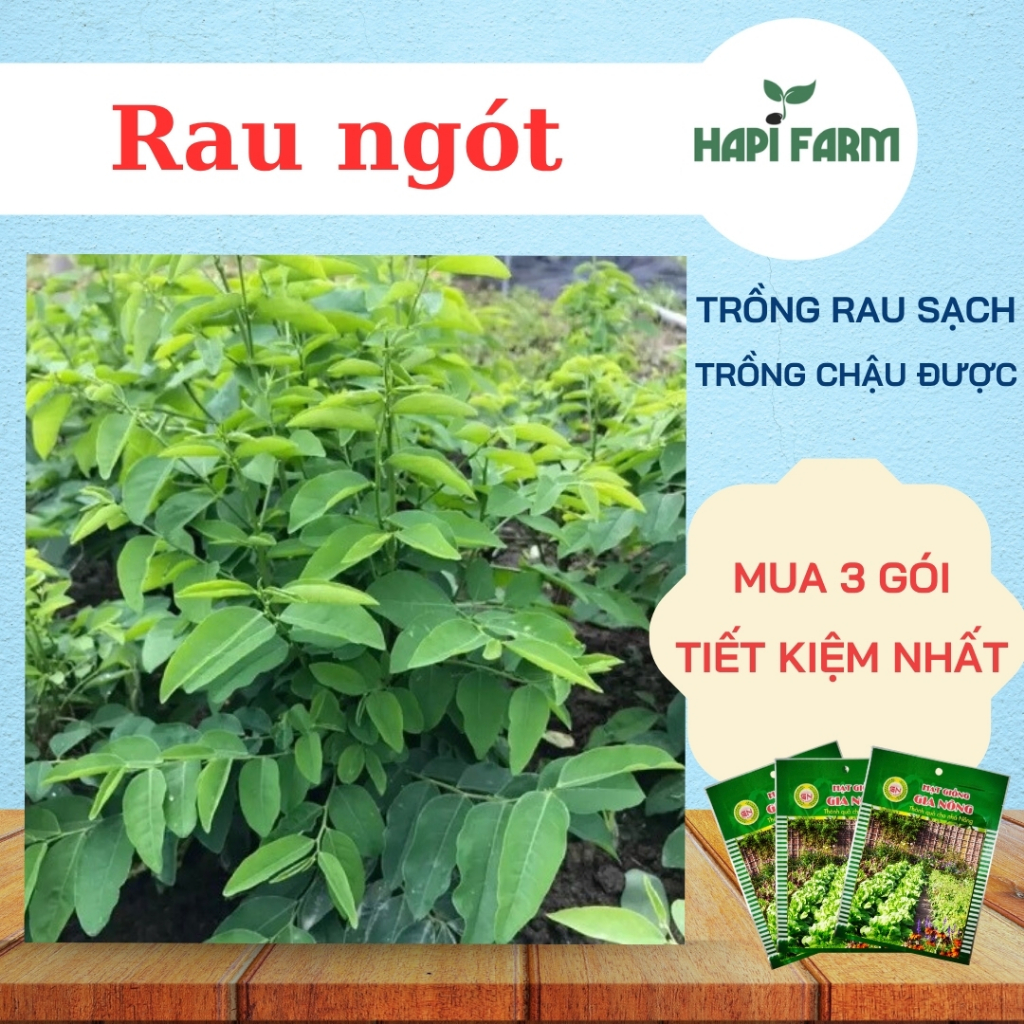 Hạt Giống Rau Bồ Ngót(Combo 3 Gói) - Trồng 1 Lần Hái Quanh Năm TR49