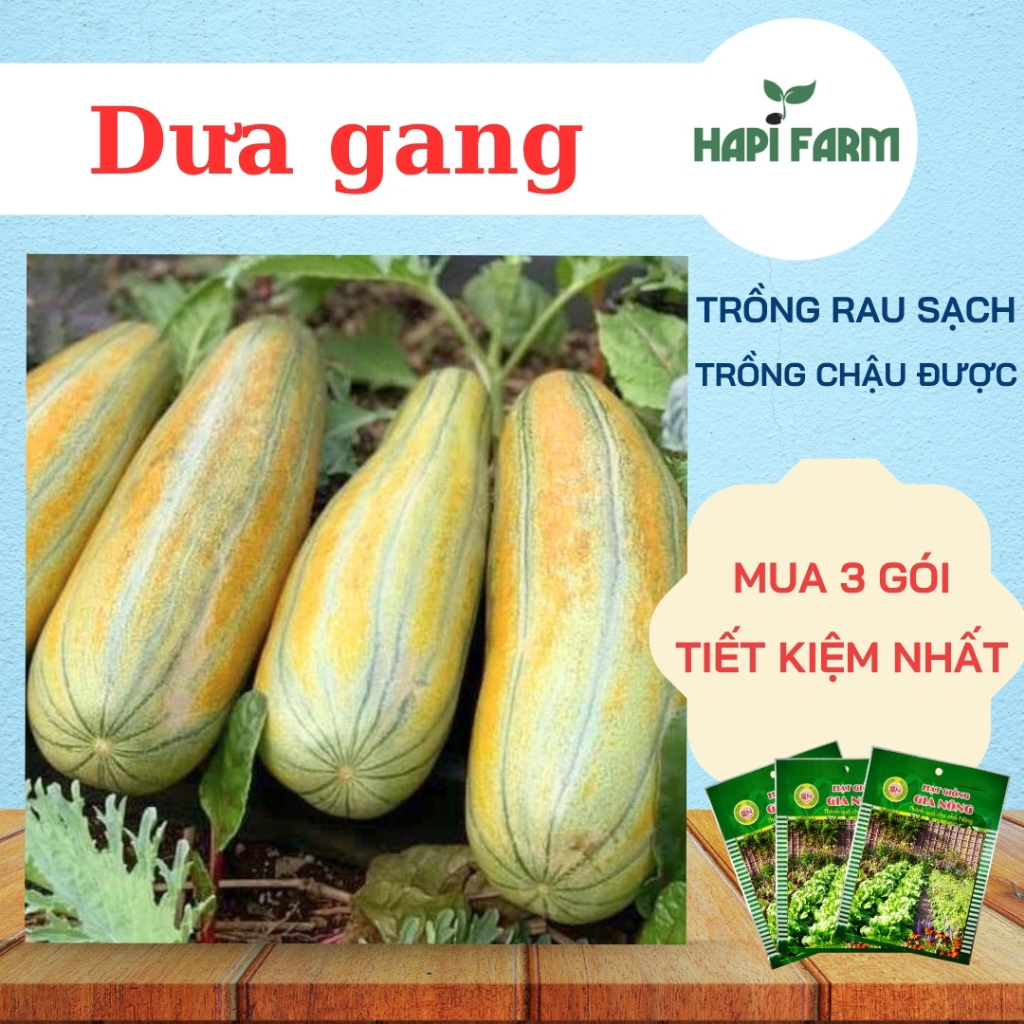 Hạt Giống Dưa Gang Combo 3 Gói) - Dưa Bở, Trái Dài, Thơm Ngon TC01