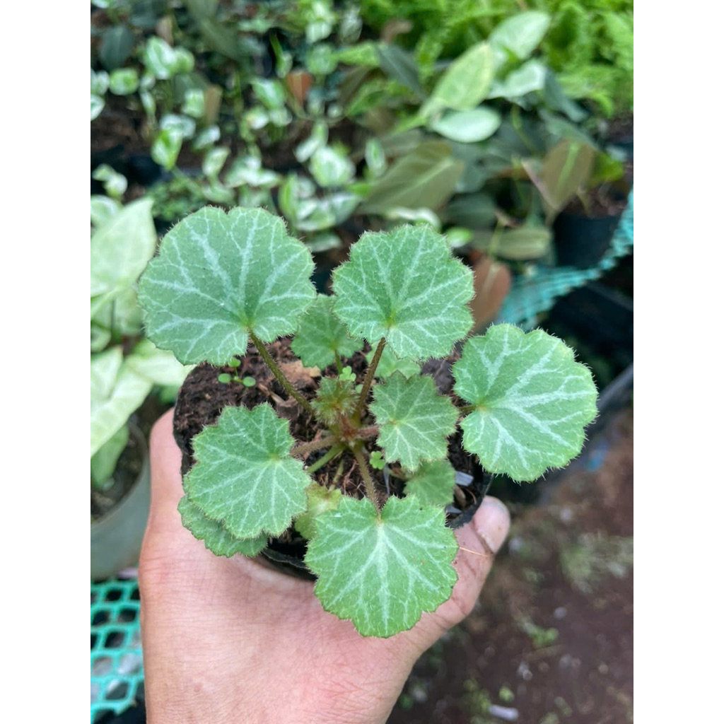 hổ nhỉ tai hùm mini trang trí bể terrarium, bán cạn, hòn non bộ ,tiểu cảnh