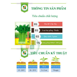 Hạt giống cần tây