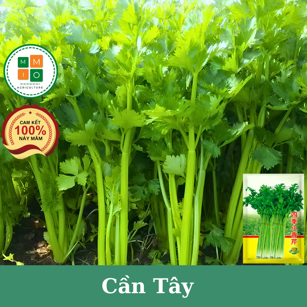 Hạt giống cần tây