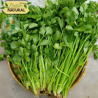 Hạt giống cần tây