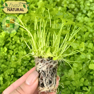 Hạt giống cần tây