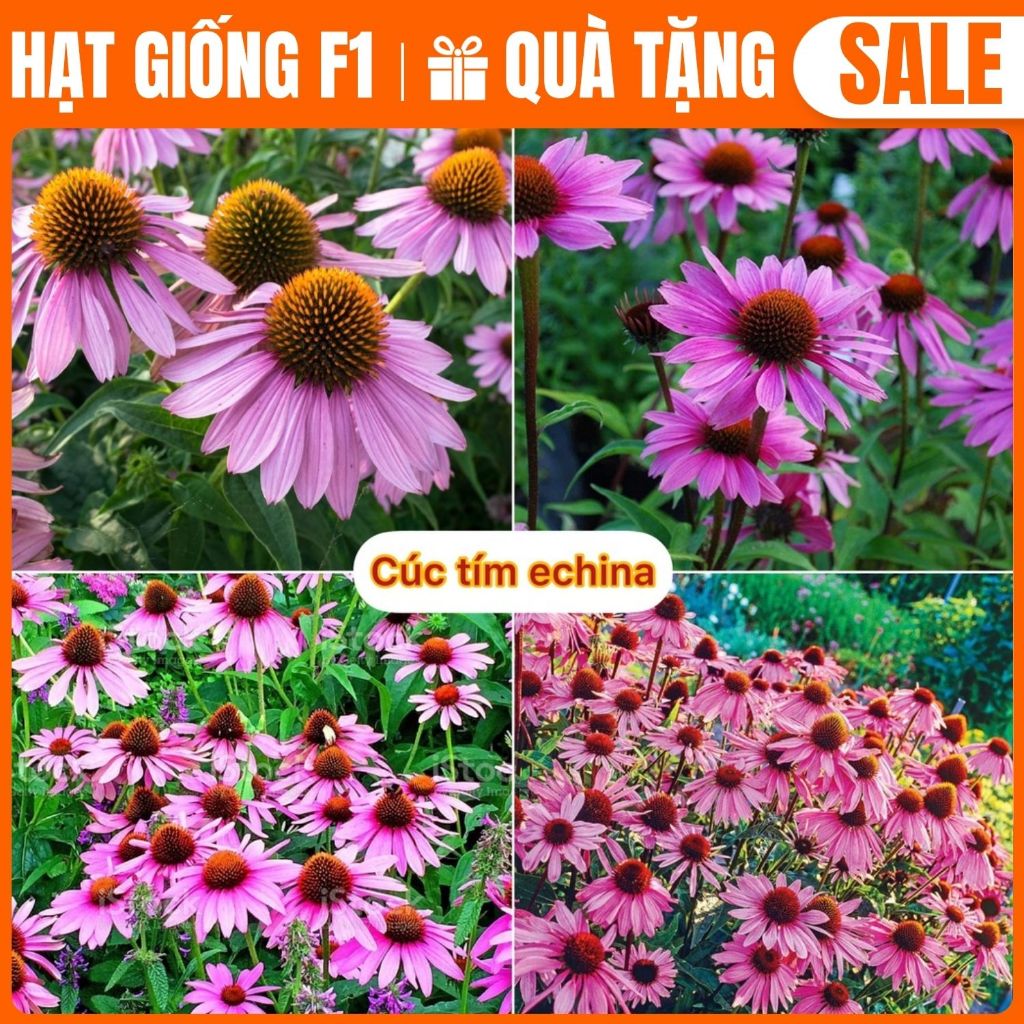 Hạt giống hoa cúc Tím Echina rất dễ trồng - hàng công ty chất lượng cao