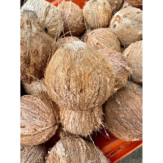 Dừa khô nguyên trái (đã lột vỏ) trái to lớn hơn 1kg (mua nhiều giá giảm sâu)