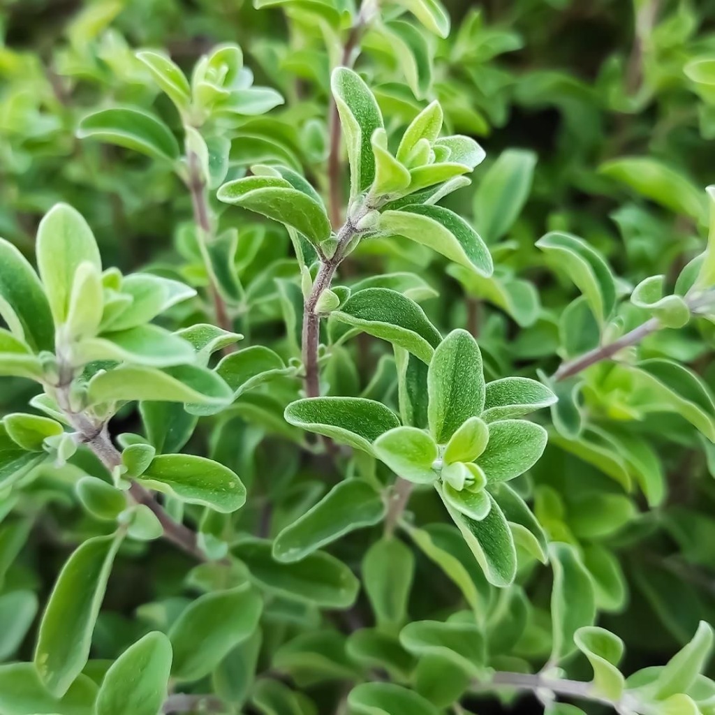 Hạt Hạt Giống Oregano Kinh Giới Tây  Oregano Seeds-250Hạt