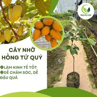 (Ảnh thật số 2) Cây hồng tứ quý nhỡ cao 80cm-1m bầu rễ to khỏe, chuẩn giống mau cho quả