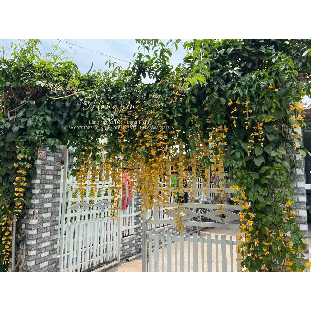 lan hoàng dương thái