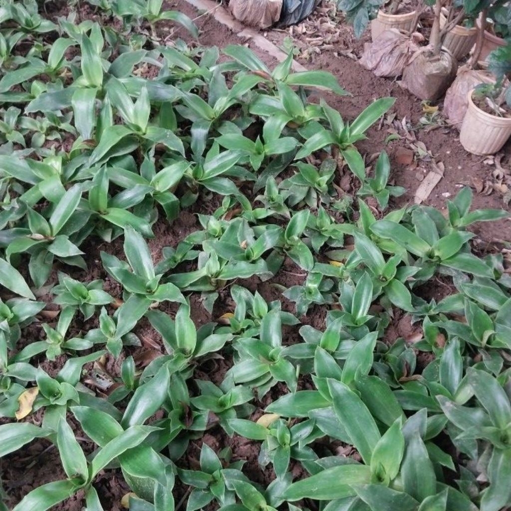 Cây lược vàng nhiều kích cỡ, lá tươi, lá khô hàng có sẵn