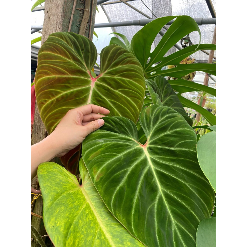 Trầu Bà Amazon Sunset (Philodendron verrucosum Amazon Sunset)
