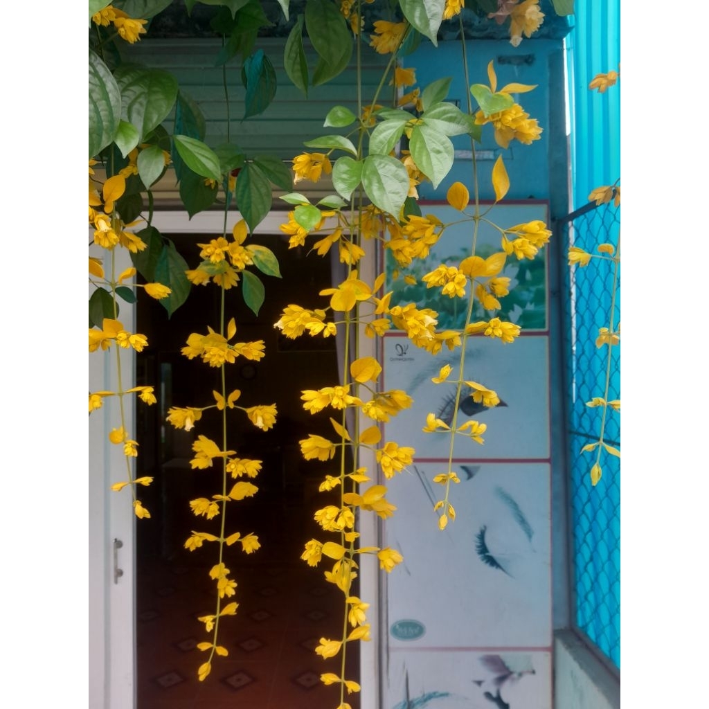 hoa Dương Hoàng Lan