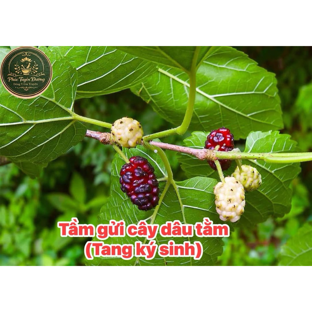 500g tầm gửi cây dâu tằm khô sạch (tang ký sinh )