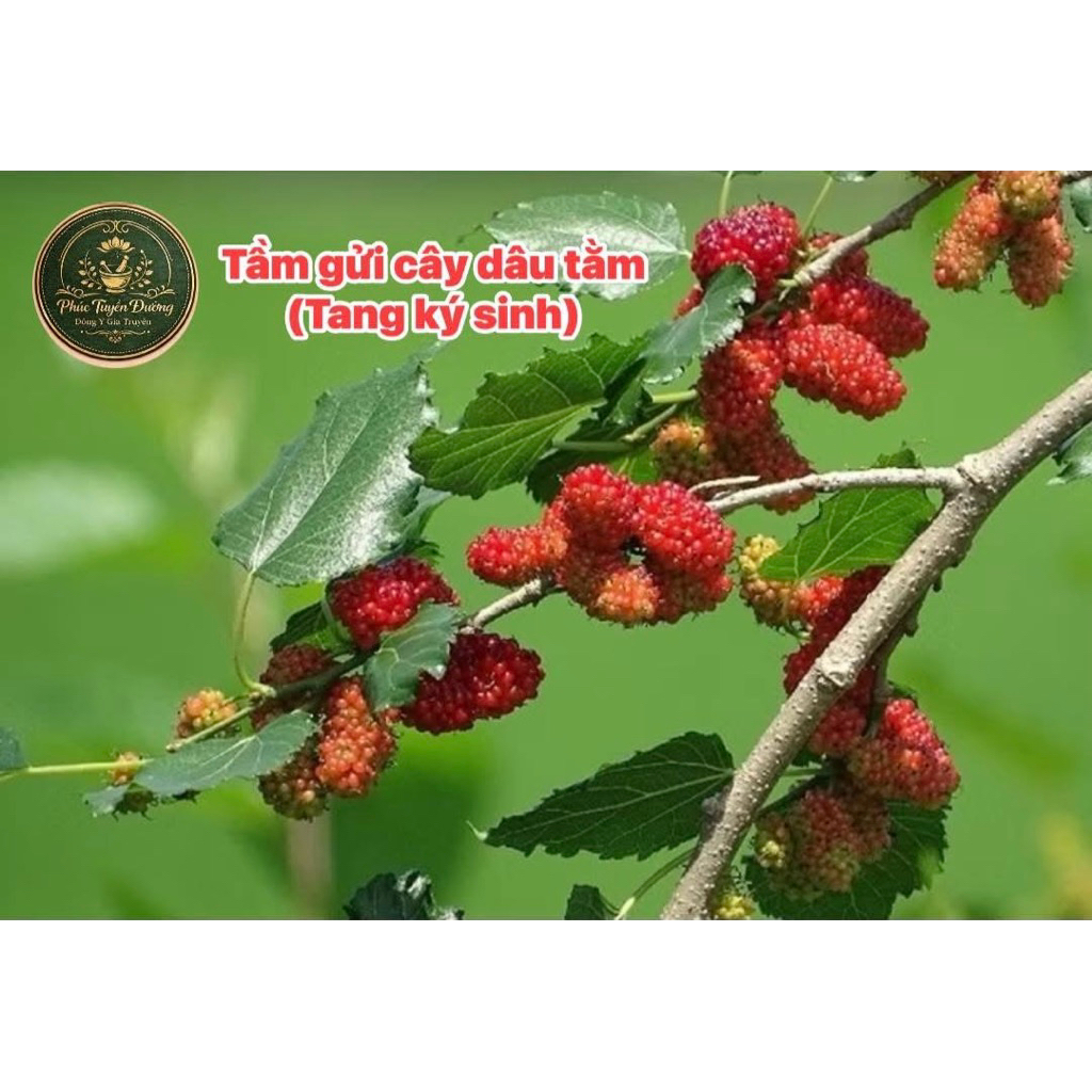 2kg tầm gửi cây dâu tằm khô sạch (Tang ký sinh )