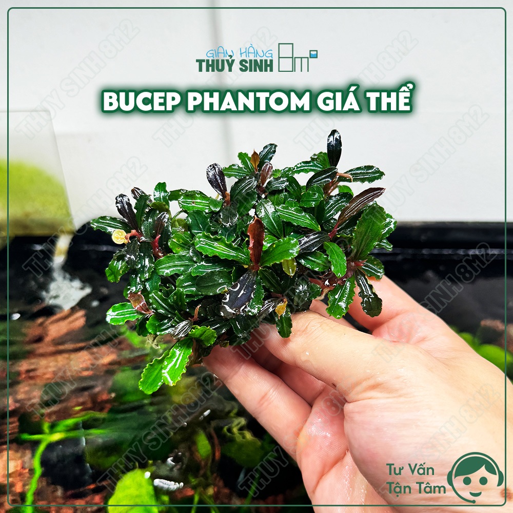 Bucep Phantom Sẵn Giá Thể | Cây Thuỷ Sinh KHÔNG CO2, Tiền Cảnh, Giá Thể | 8m2