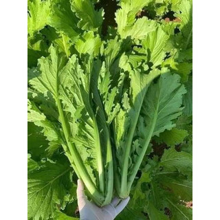 Hạt giống rau cải mèo - Gói 20gram