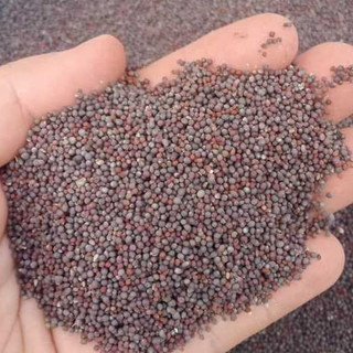 Hạt giống rau cải mèo - Gói 20gram