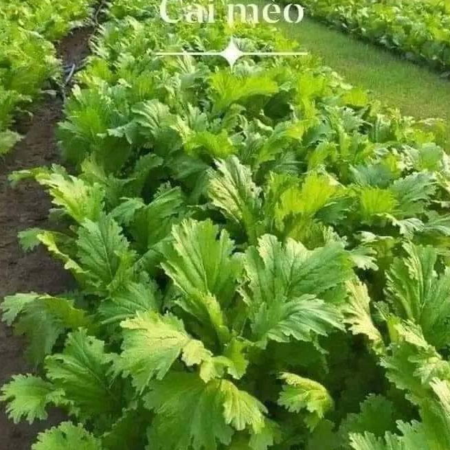 Hạt giống rau cải mèo - Gói 20gram
