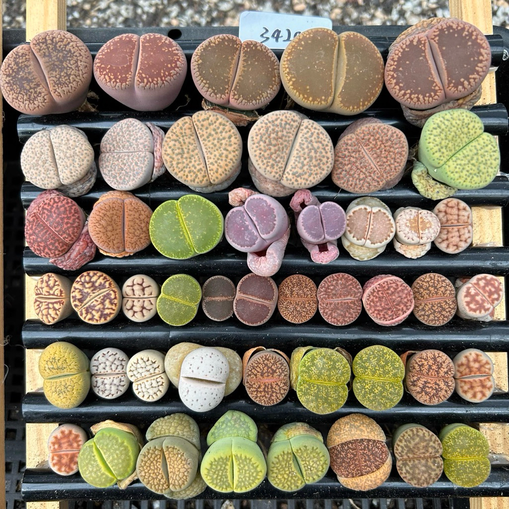 Sen đá Mông Lithops thạch lan đá sống