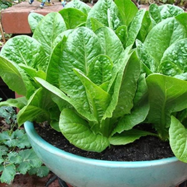 Hạt Giống Rau Cải Romaine Lettuce Seed-600viên