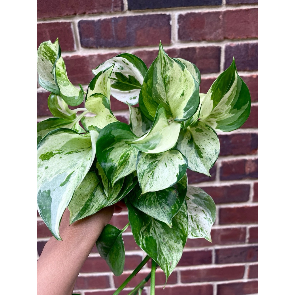 Trầu bà Manjula (Epipremnum aureum 'Manjula')