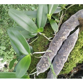10 túi phân dê trồng lan 20cm