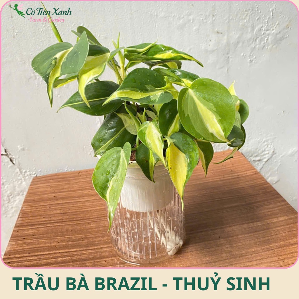Chậu cây Trầu bà Brazil - Chậu Thủy sinh |Cô tiên xanh FARM&GARDEN|