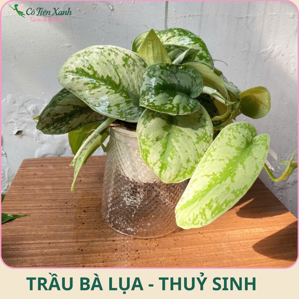 Chậu Cây Trầu bà Lụa - Chậu Thủy Sinh |Cô tiên xanh FARM&GARDEN|