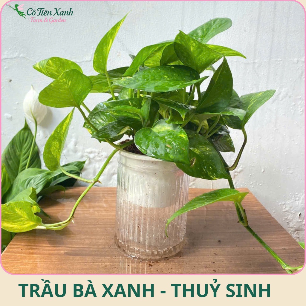 Chậu Cây Trầu bà xanh - Chậu Thủy sinh |Cô tiên xanh FARM&GARDEN|