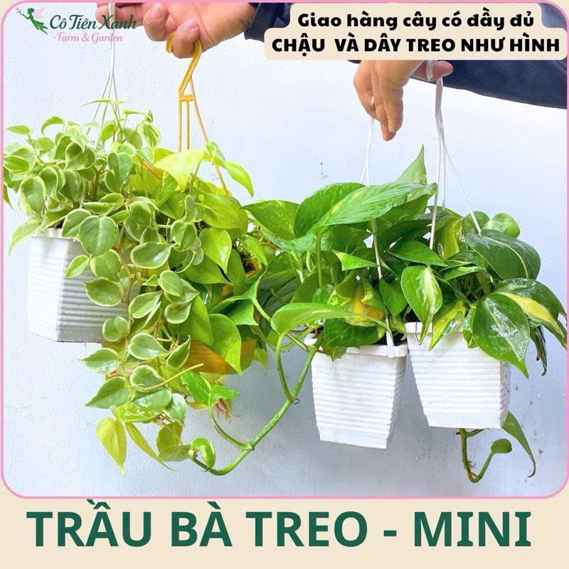 Chậu Trầu bà treo mini - chậu nhỏ |Cô tiên xanh FARM&GARDEN|