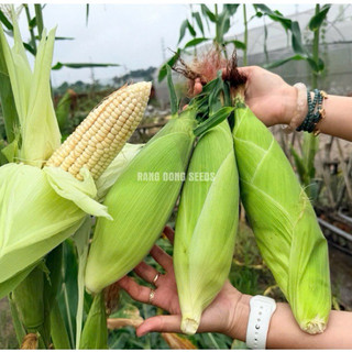 Hạt Giống Bắp Nếp Nù (535) 50gr