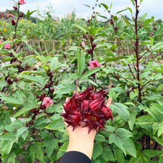 Hạt Giống Hoa Bụt Giấm (2gr)