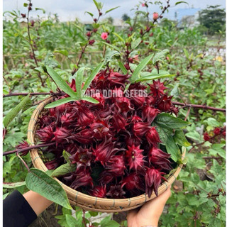 Hạt Giống Hoa Bụt Giấm (2gr)