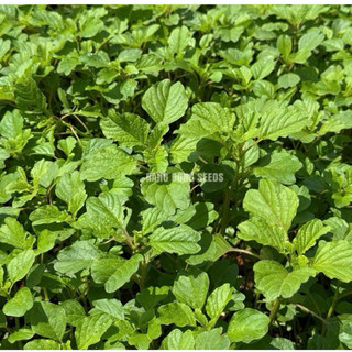 Hạt Giống Rau Dền Cơm 10gr