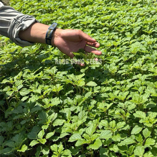 Hạt Giống Rau Dền Cơm 10gr