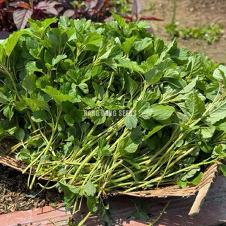 Hạt Giống Rau Dền Cơm 10gr