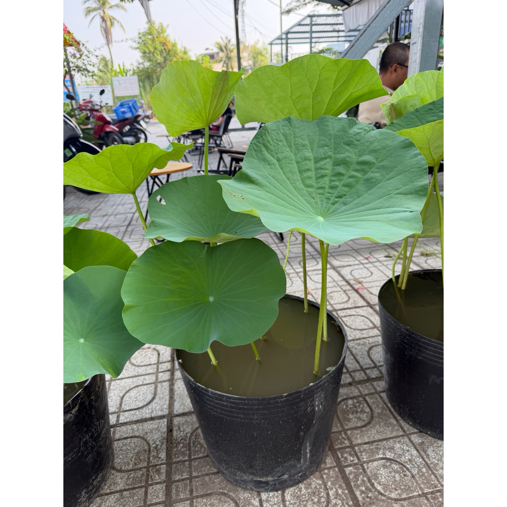 chậu hoa sen nước lá to sống khoẻ, bùn tôm cá nhiều dinh dưỡng chậu c12 và chậu c16